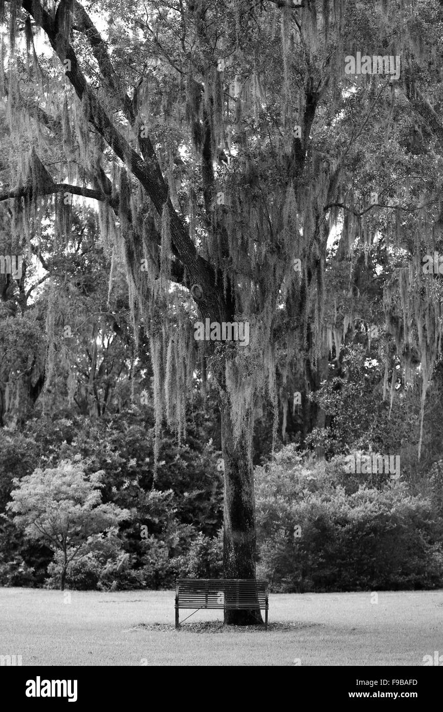 Spanish Moss Black And White , Spanish Moss and Oaks by Robert ...
