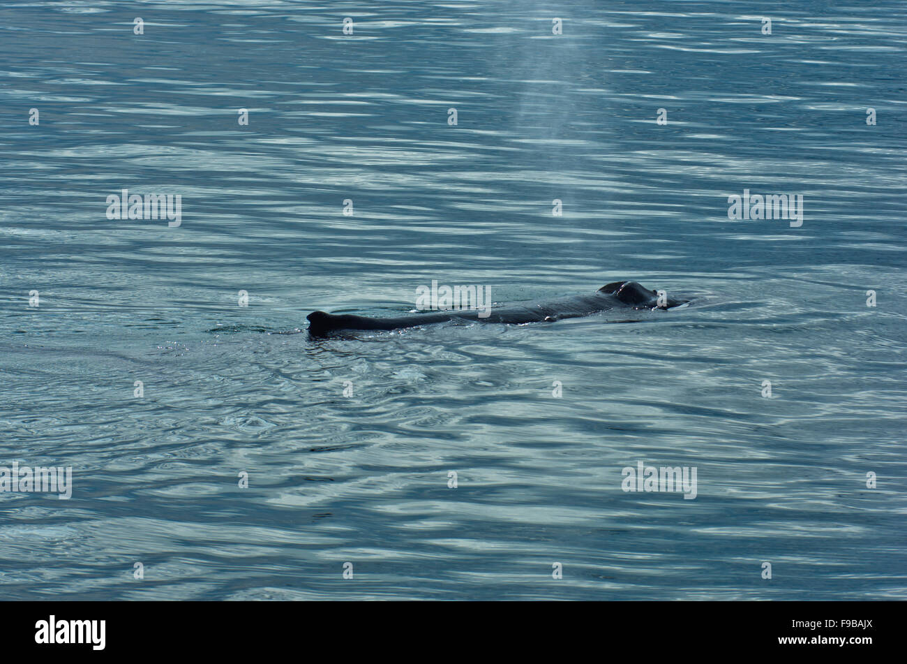 Watching humpback whale at Husavik bay area Stock Photo - Alamy