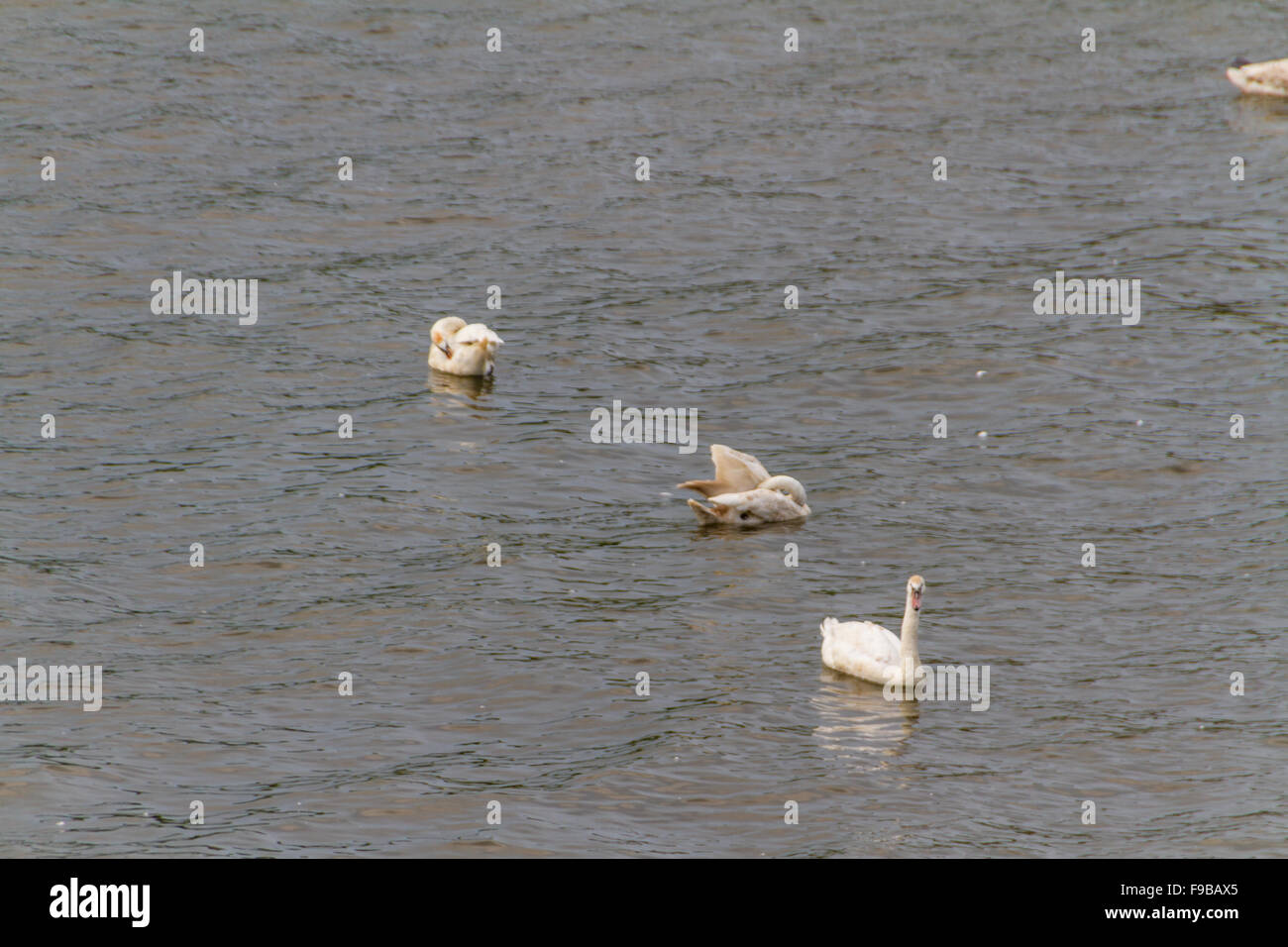 Swan on a pond Stock Photo - Alamy