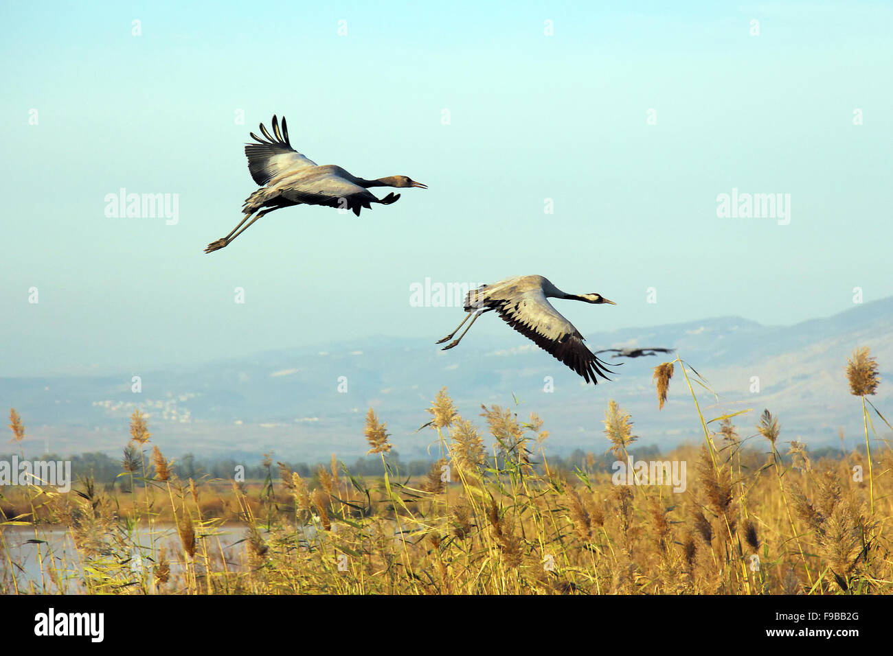 Cranes in Hula Valley Stock Photo - Alamy
