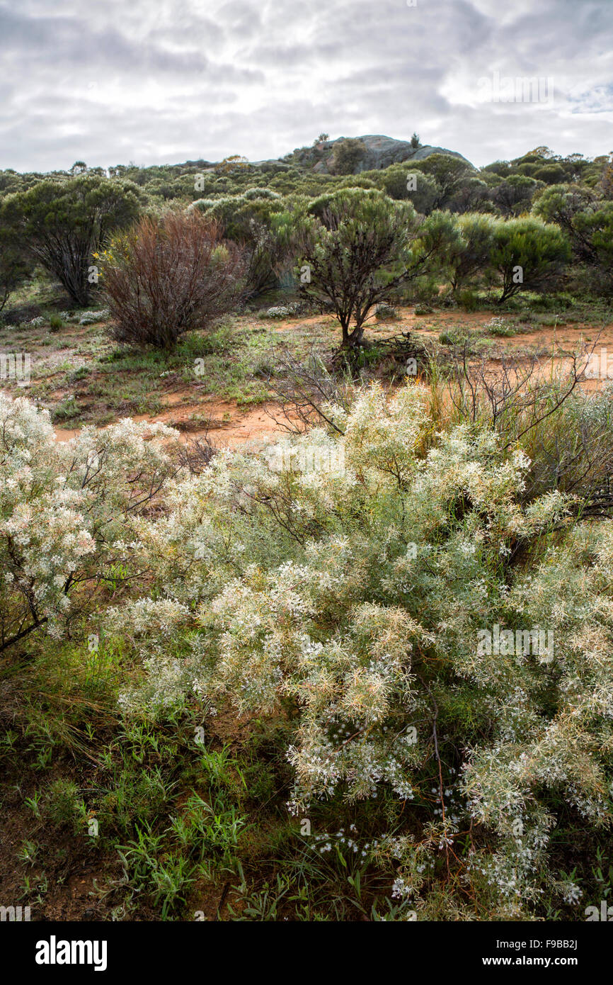 Scene with Australian native wild flowers Stock Photo