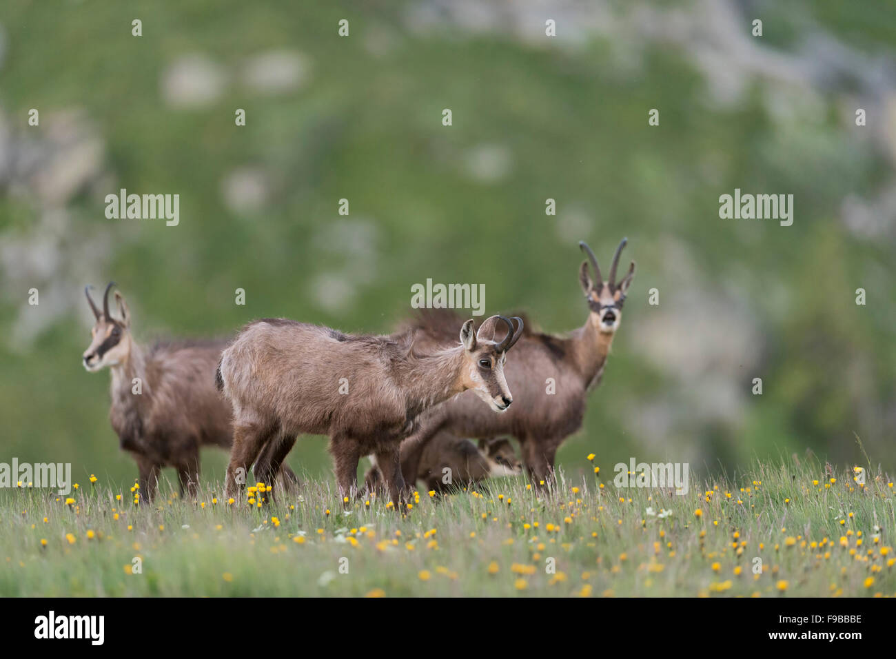 Group of Chamois / Alpine chamois / Gaemse ( Rupicapra rupicapra ), females with a suckling young. Stock Photo