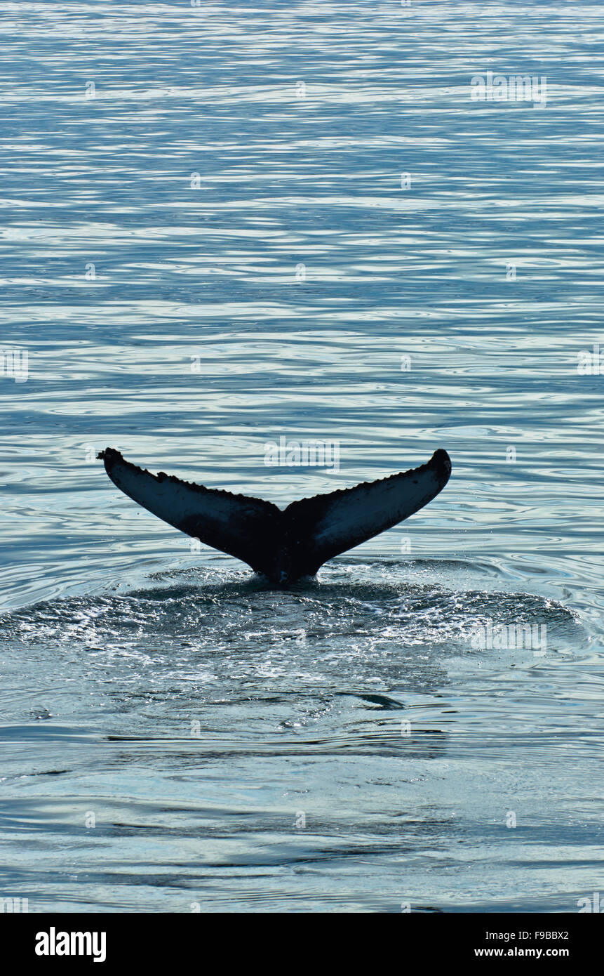 Watching humpback whale at Husavik bay area Stock Photo - Alamy