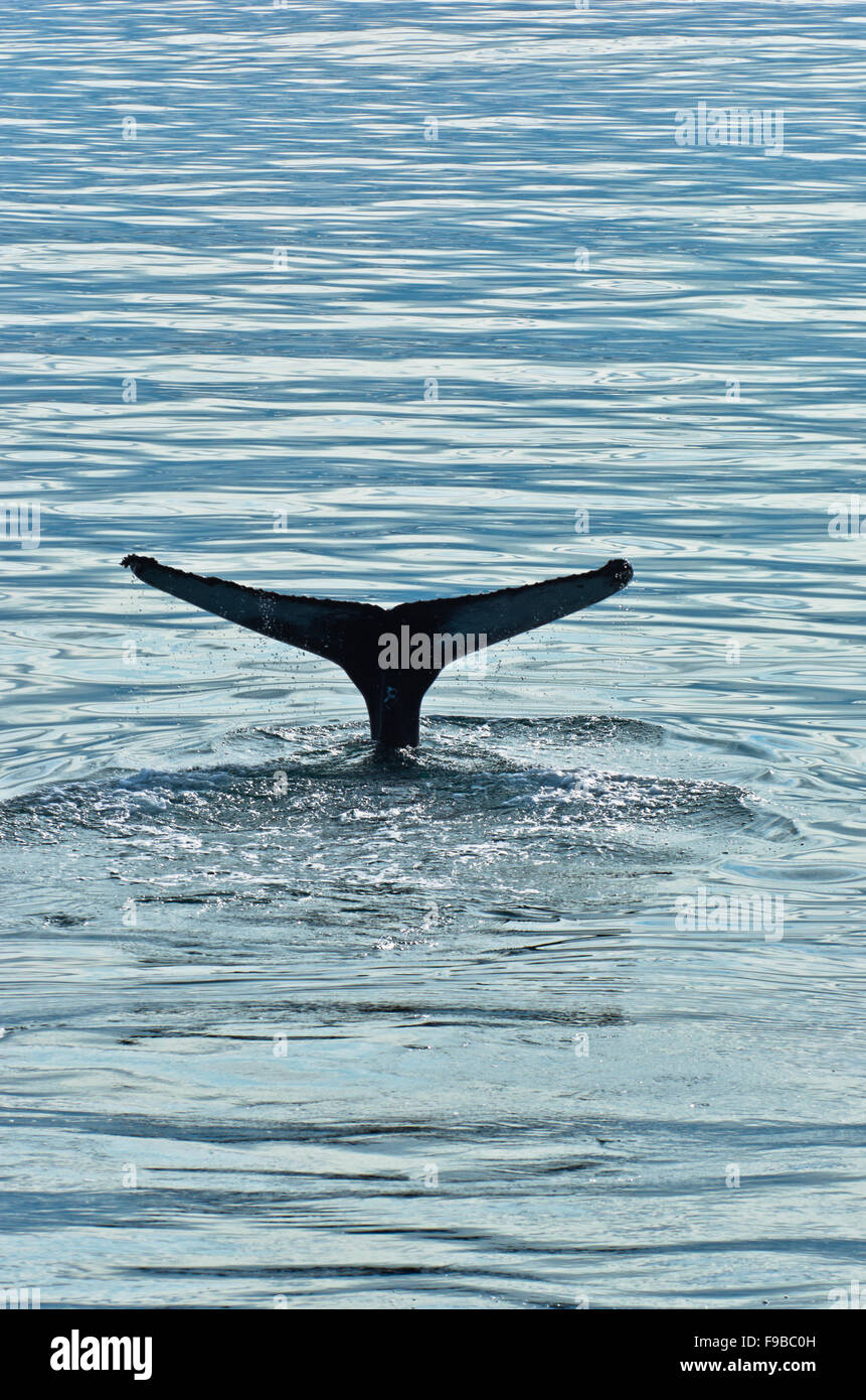 Watching humpback whale at Husavik bay area Stock Photo - Alamy