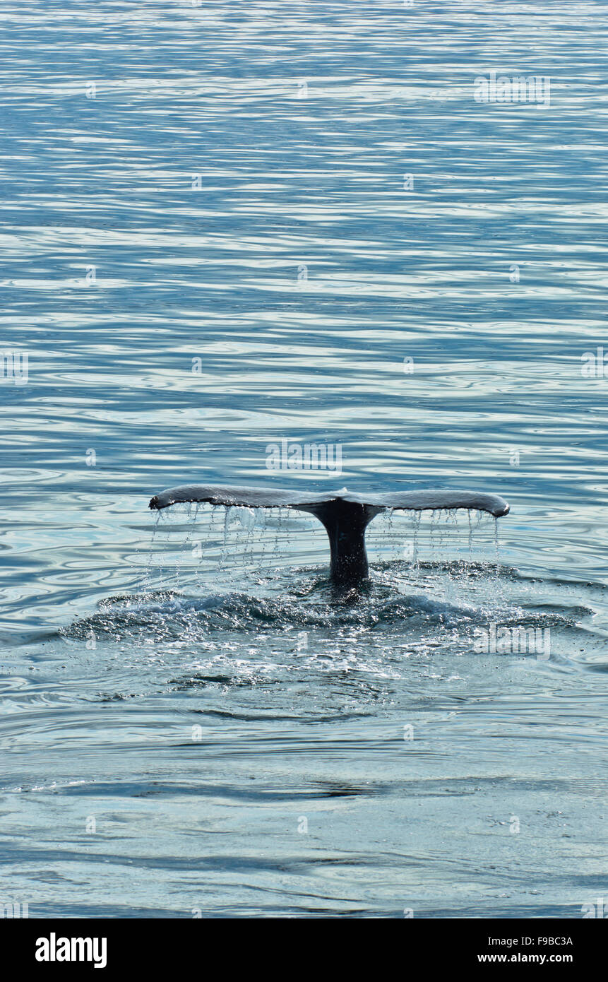 Watching humpback whale at Husavik bay area Stock Photo - Alamy