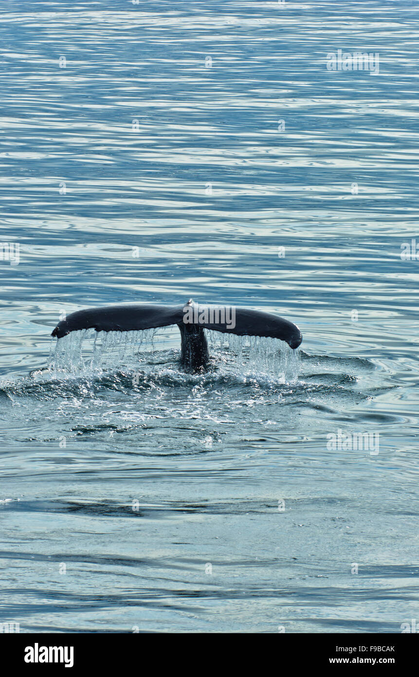 Watching humpback whale at Husavik bay area Stock Photo - Alamy