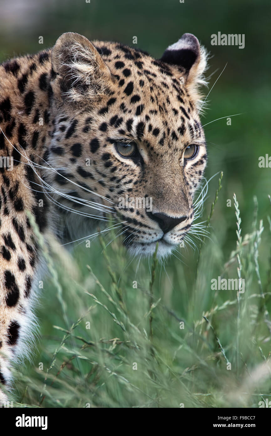 Leopard (Panthera Pardus) Stock Photo