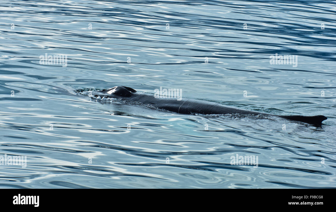 Watching humpback whale at Husavik bay area Stock Photo - Alamy