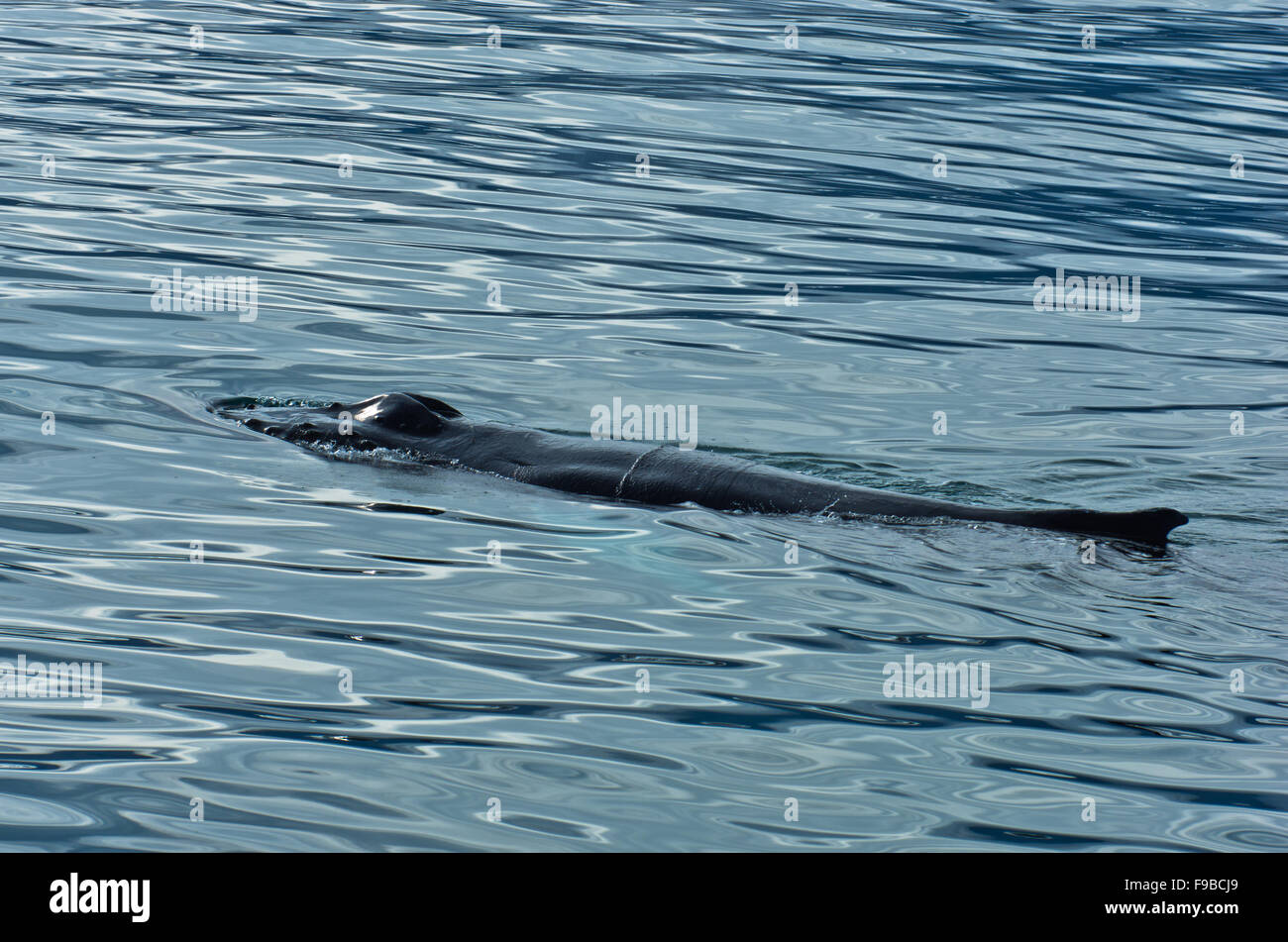 Watching humpback whale at Husavik bay area Stock Photo - Alamy