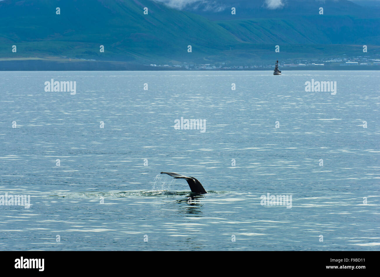 Watching humpback whale at Husavik bay area Stock Photo - Alamy