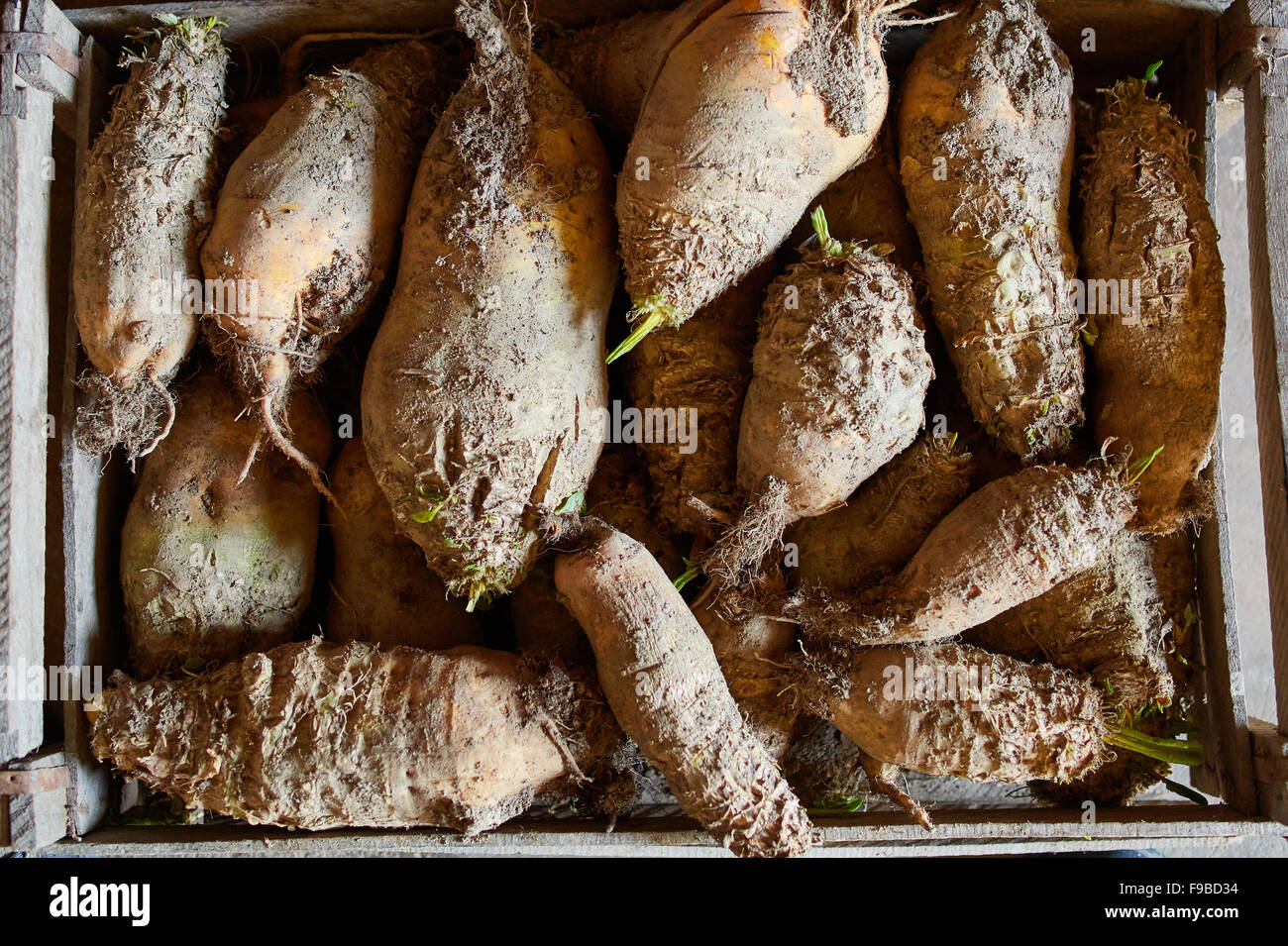 A crate of white radish freshly picked, with dirt on them Stock Photo