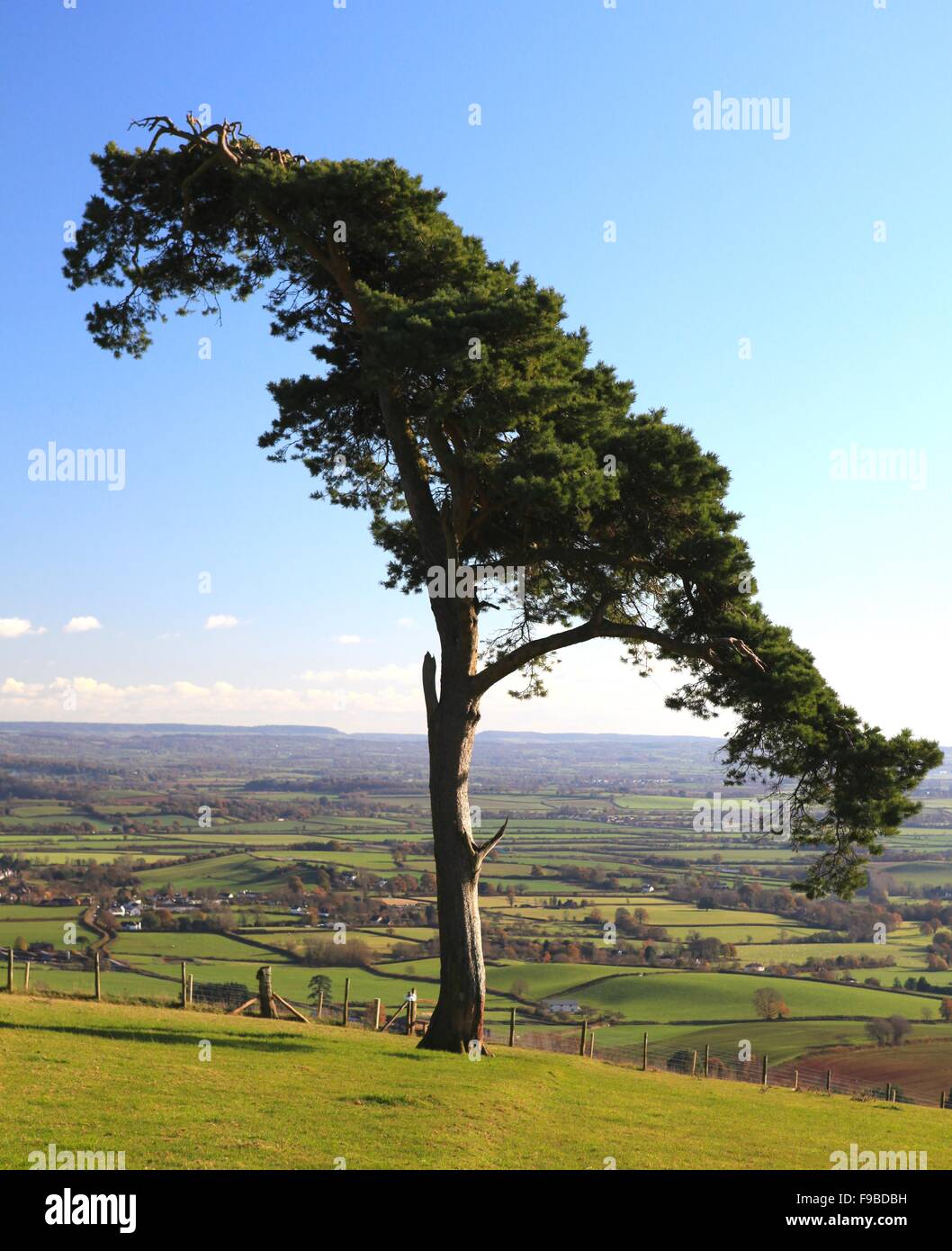 Lone Pine, Raddon Hills, Near Thorverton, Devon, England, UK Stock Photo