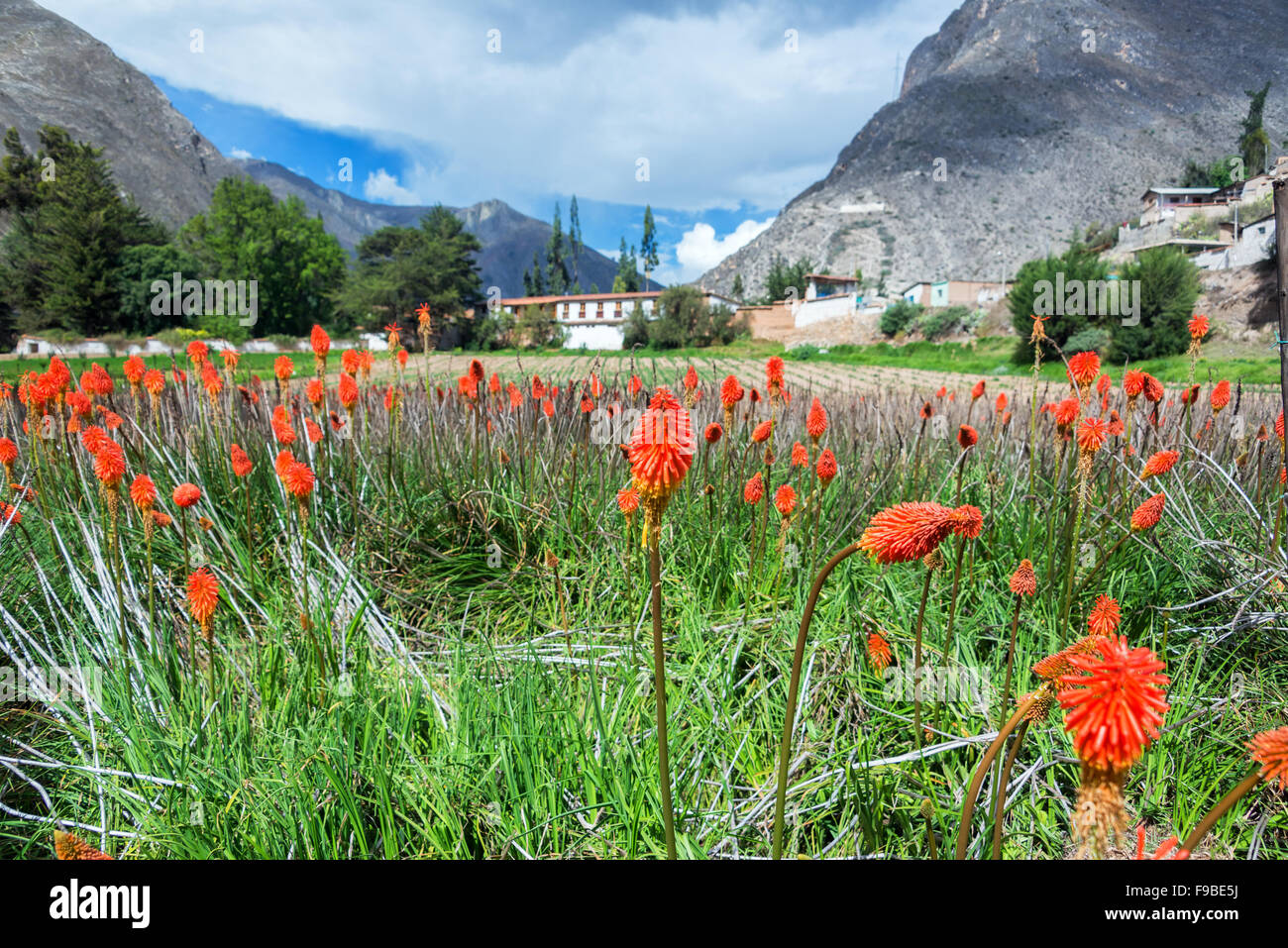 View of bright colorful flowers with a old historic colonial hacienda in the background in Tarma, Peru Stock Photo