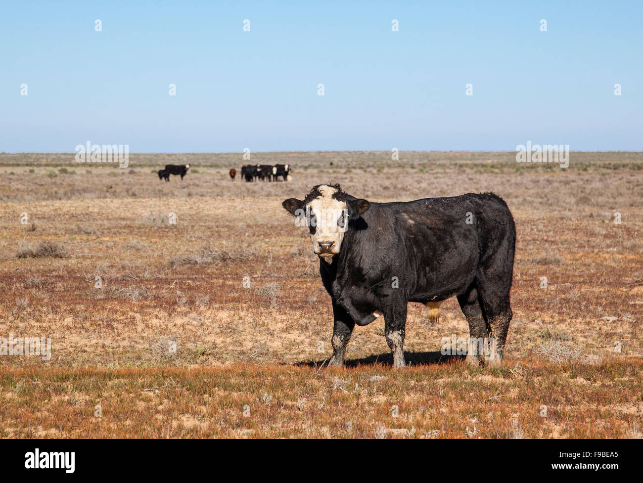 Australia, FarWest New South Wales, MenindeeIvanhoe Road, Black Baldy