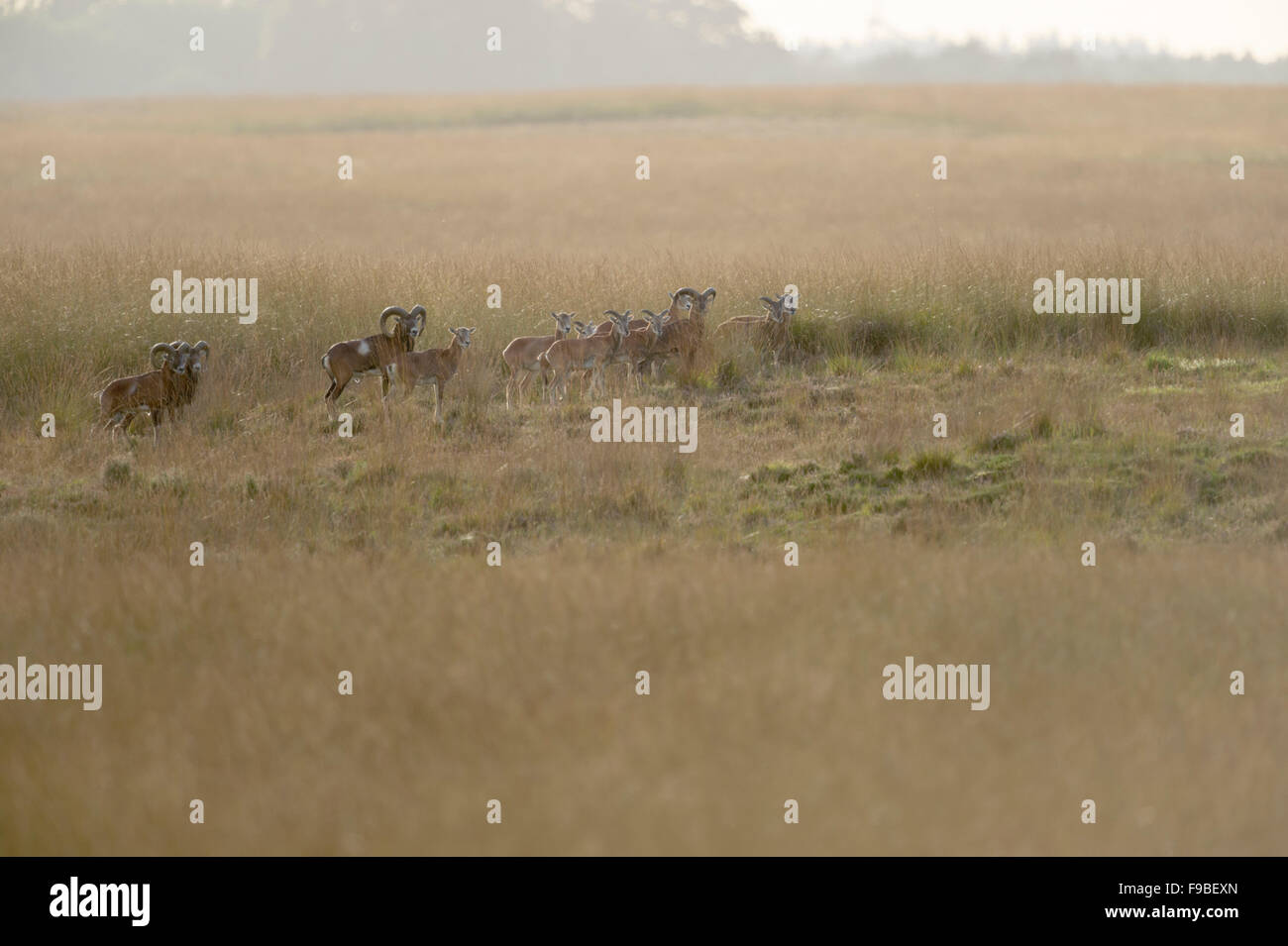 Herd of European Mouflons / Muffelwild ( Ovis orientalis musimon ), in open steppe, typical habitat, autumnal colors. Stock Photo