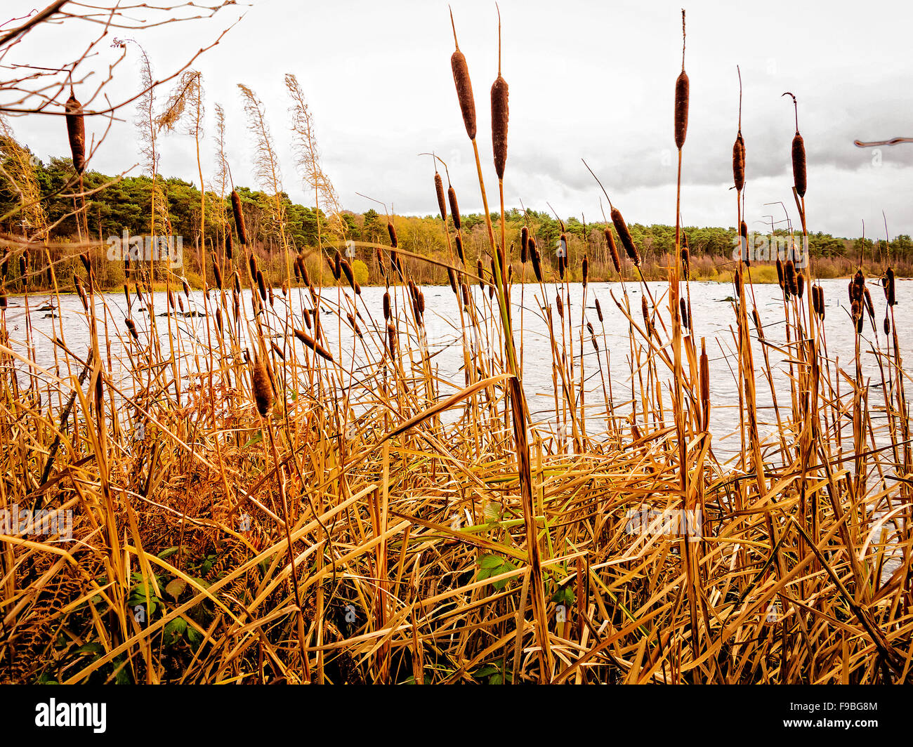 View through bulrushes of one of the lakes at Delamere Forest, Frodsham, Cheshire, England Stock Photo