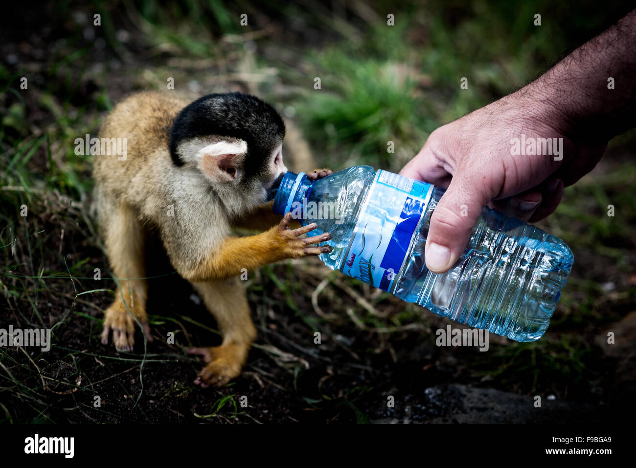 A baby monkey drinking water of a bottle. Stock Photo