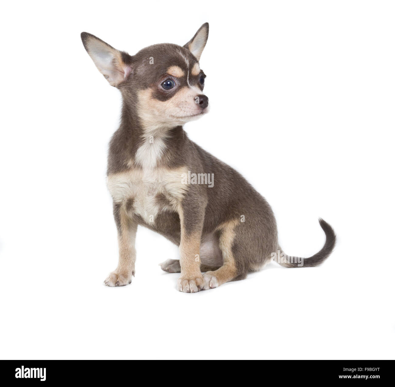 chihuahua 8 weeks old