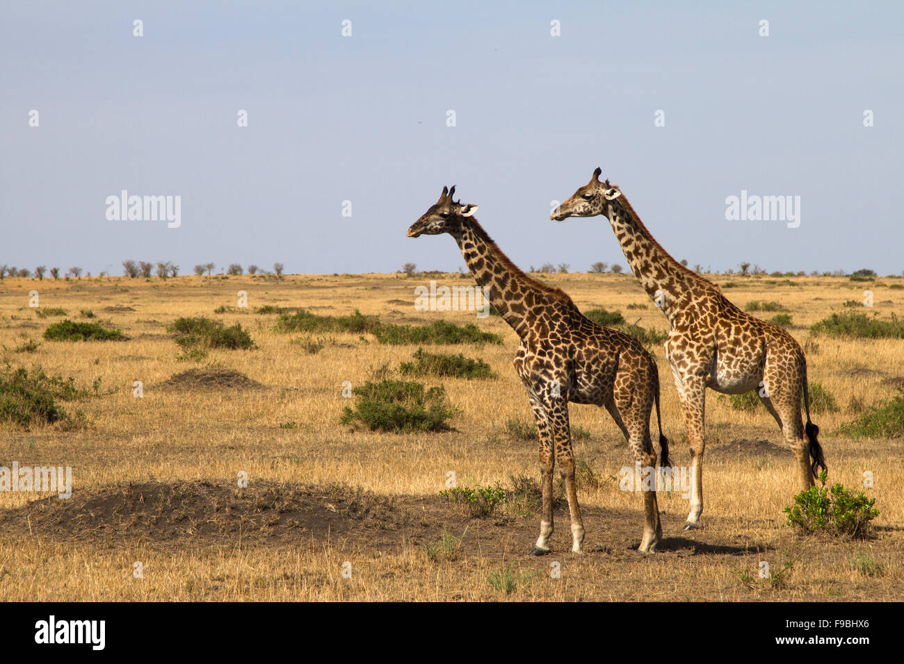 Giraffe symmetry Stock Photo