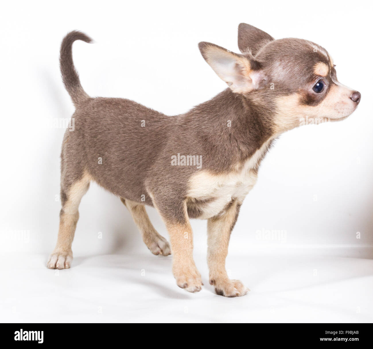 Chocolate and white Chihuahua puppy, 8 weeks old, standing