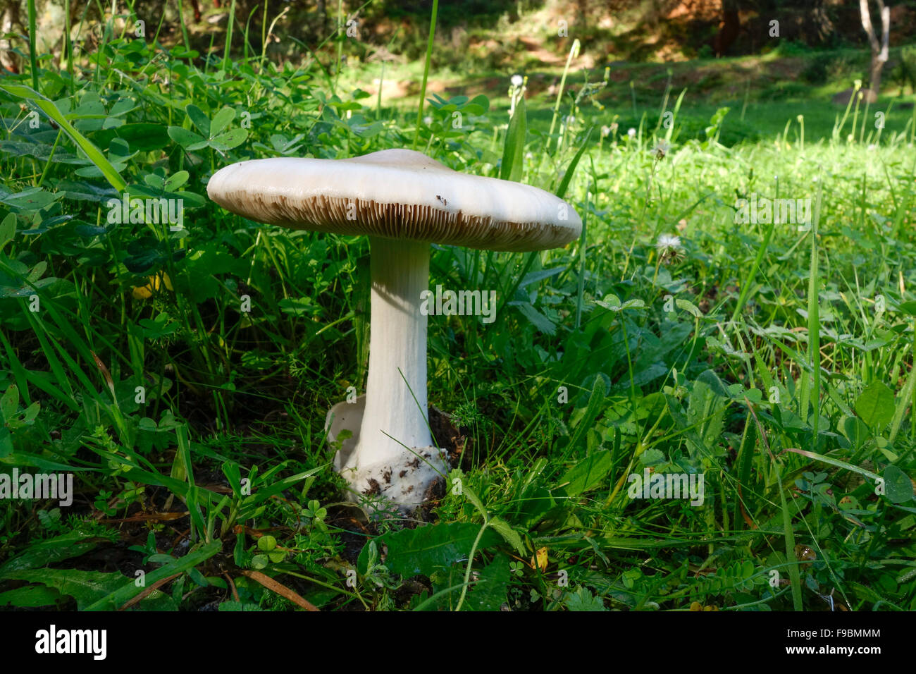 Big sheath mushroom, rose-gilled grisette, Volvariella gloiocephala, wild mushroom in forest. Spain. Stock Photo