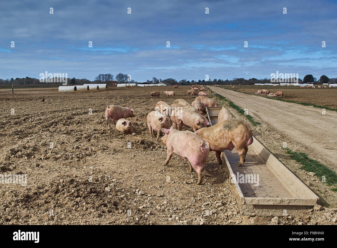 Pigs feeding on an organic, free-range pig farm Stock Photo