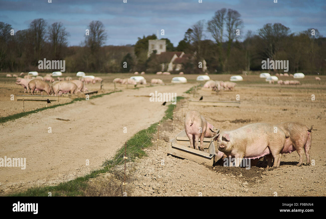 Pigs feeding on an organic, free-range pig farm Stock Photo