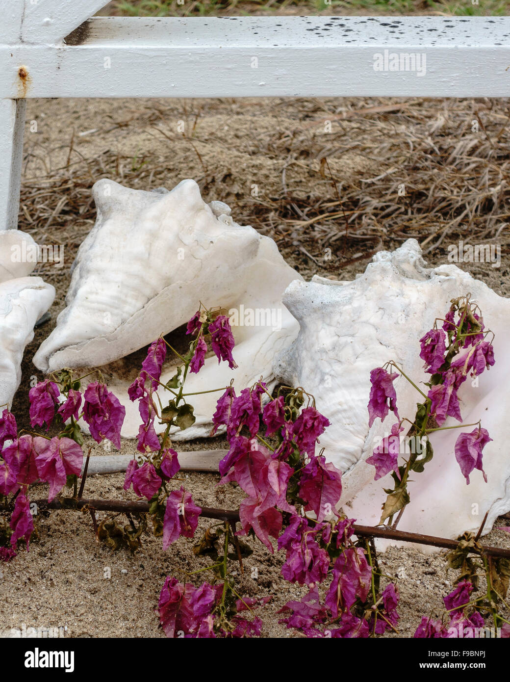 Conch shells line a path to a Caribbean beach on St. Croix, U.S. Virgin Islands Stock Photo Alamy