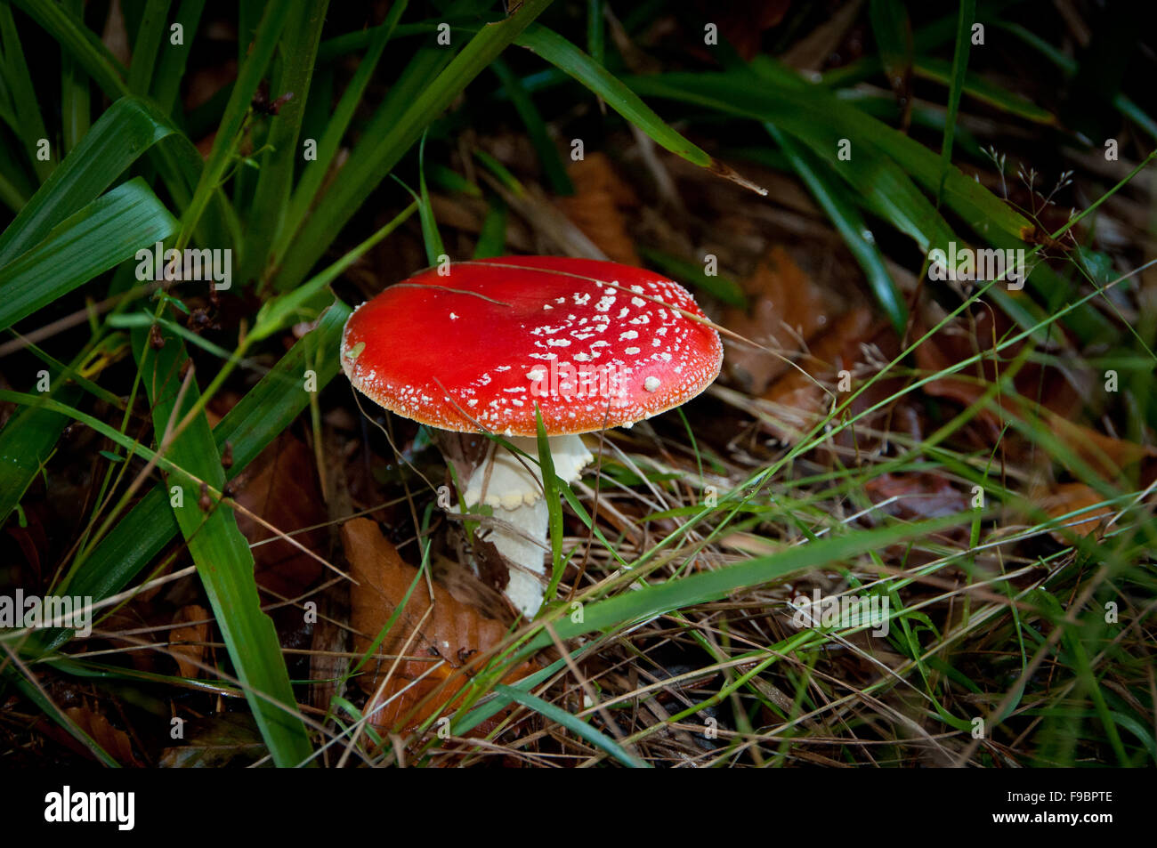 Amanita Muscaria - Fly Agaric Mushroom Stock Photo