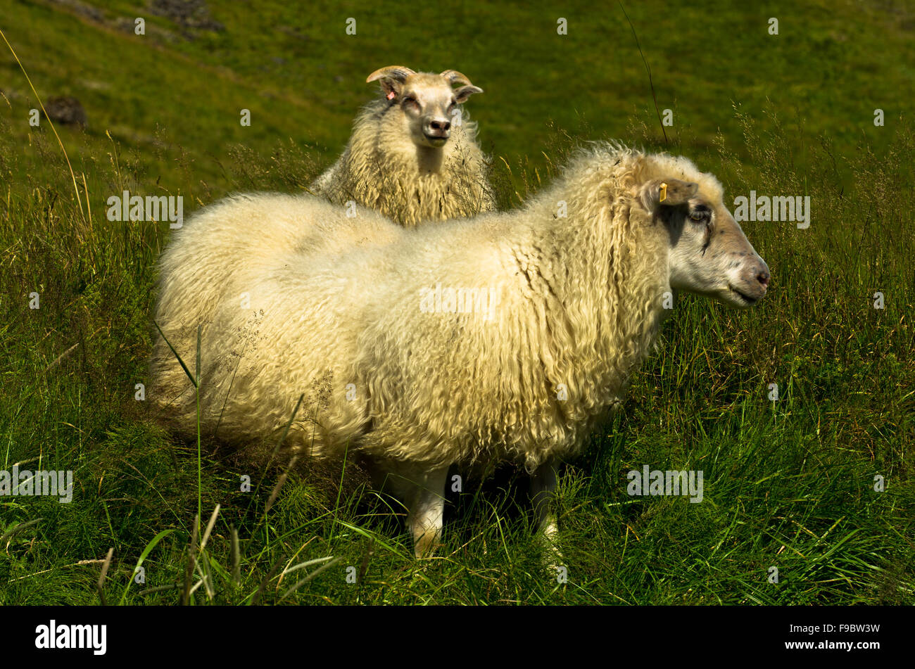 Portrait of icelandic sheeps on Nupstadur farm Stock Photo