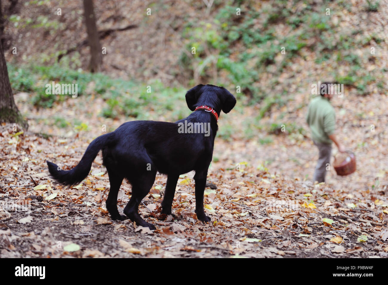 Black dog is in autumn forest at muschroom picking. Stock Photo