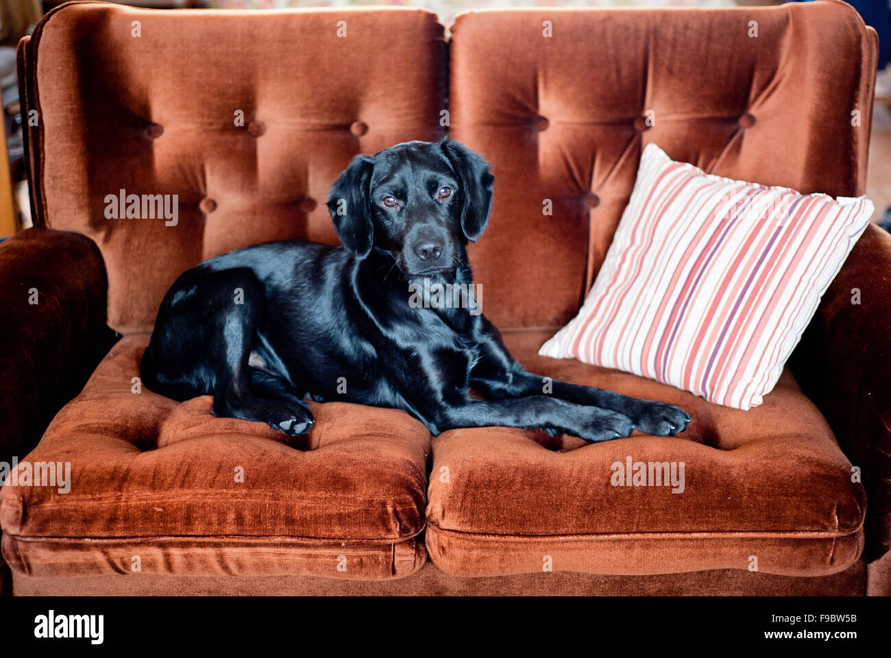 Cute black dog is lying on the sofa Stock Photo