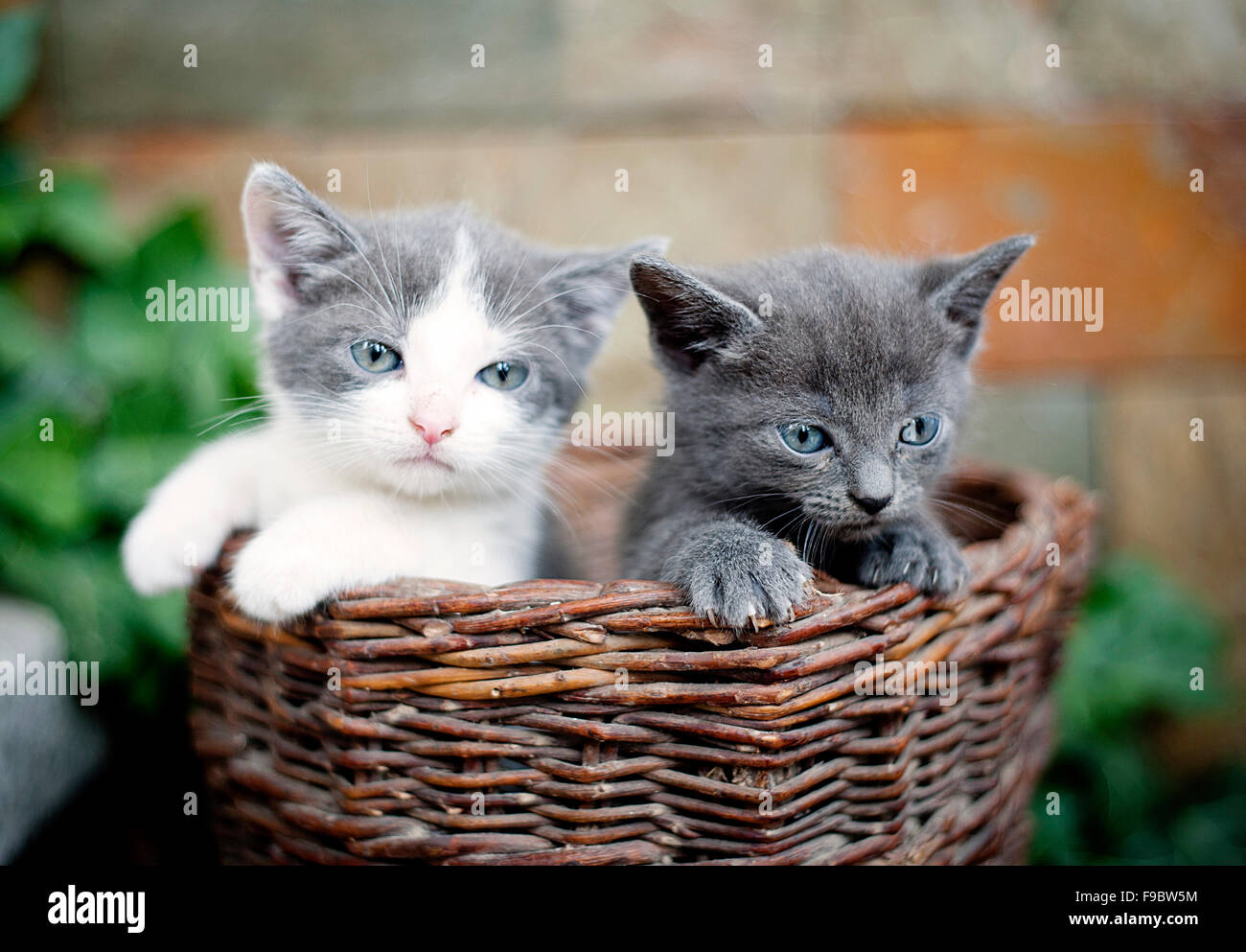 Two cute kittens are looking out of wooden basket. Stock Photo