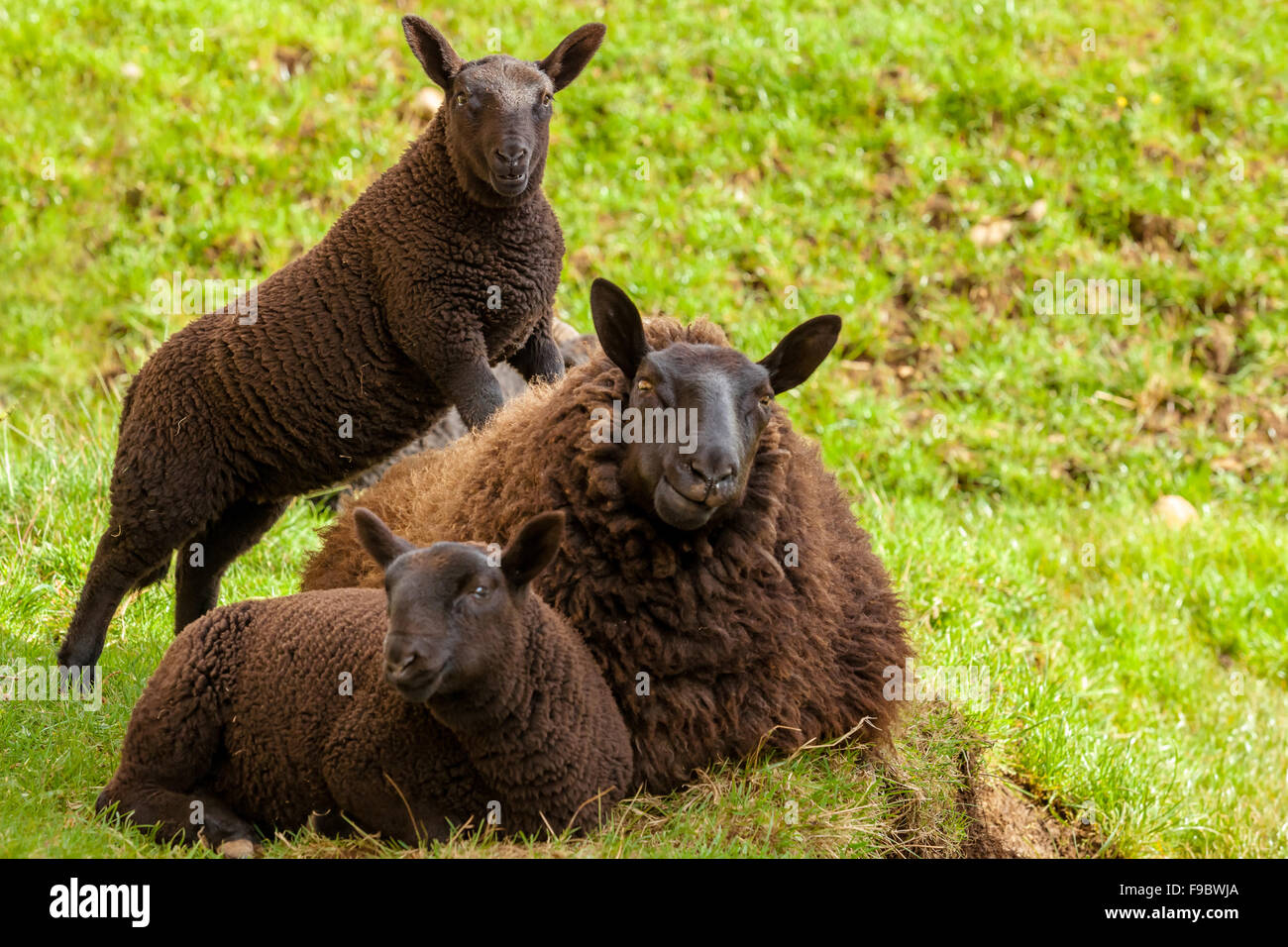 Black Mother Sheep Stock Photo