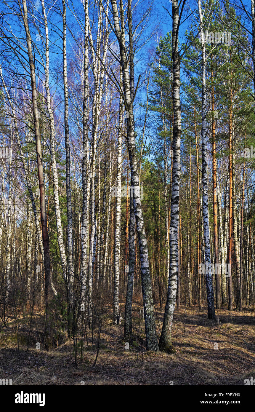 Spring forest landscape with path and birch trees Stock Photo - Alamy