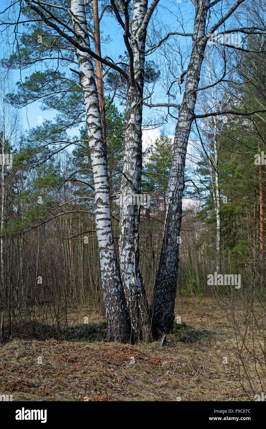 Tall dense old spruce trees hi-res stock photography and images - Alamy