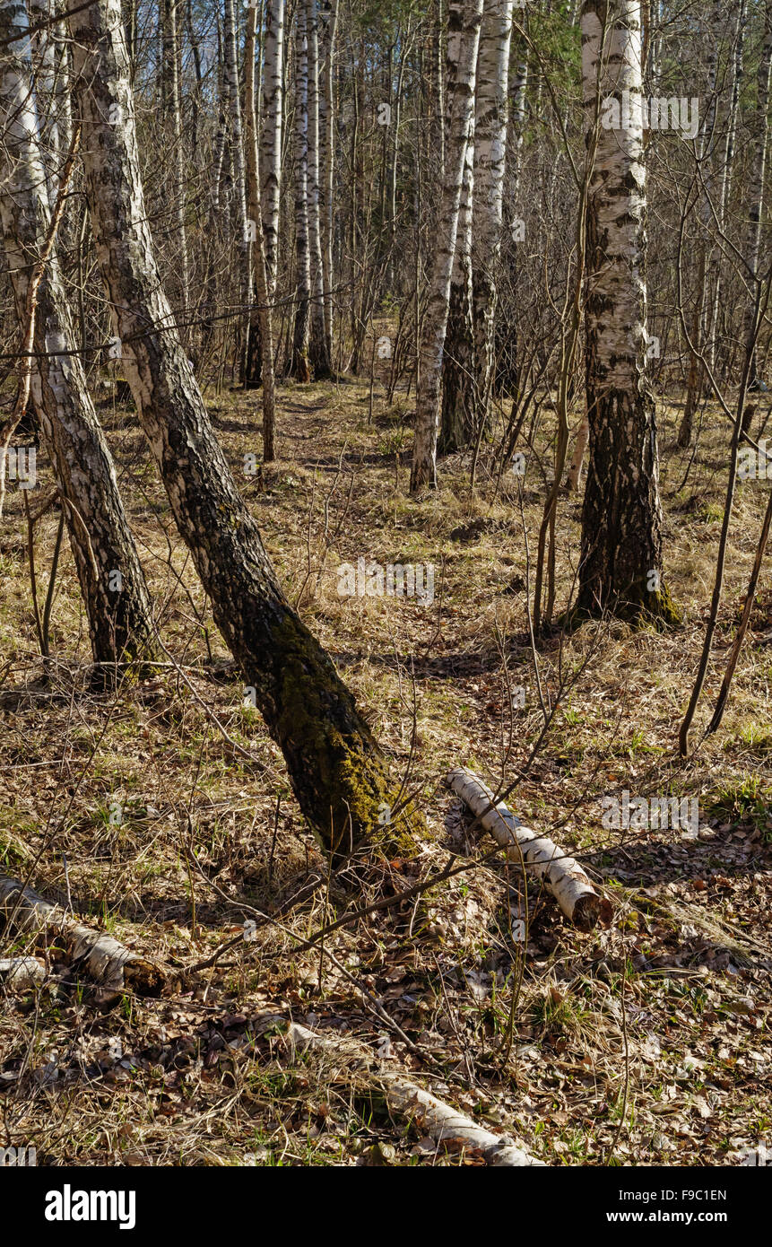Spring forest landscape with path and birch trees Stock Photo - Alamy