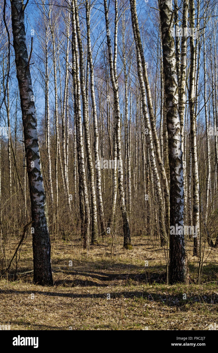 Spring forest landscape with path and birch trees Stock Photo - Alamy