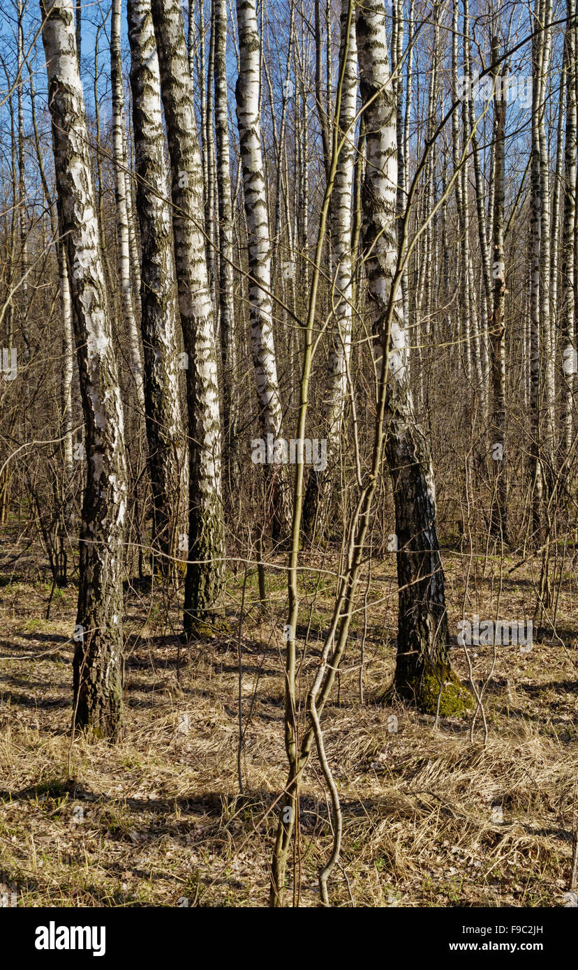 Spring forest landscape with path and birch trees Stock Photo - Alamy