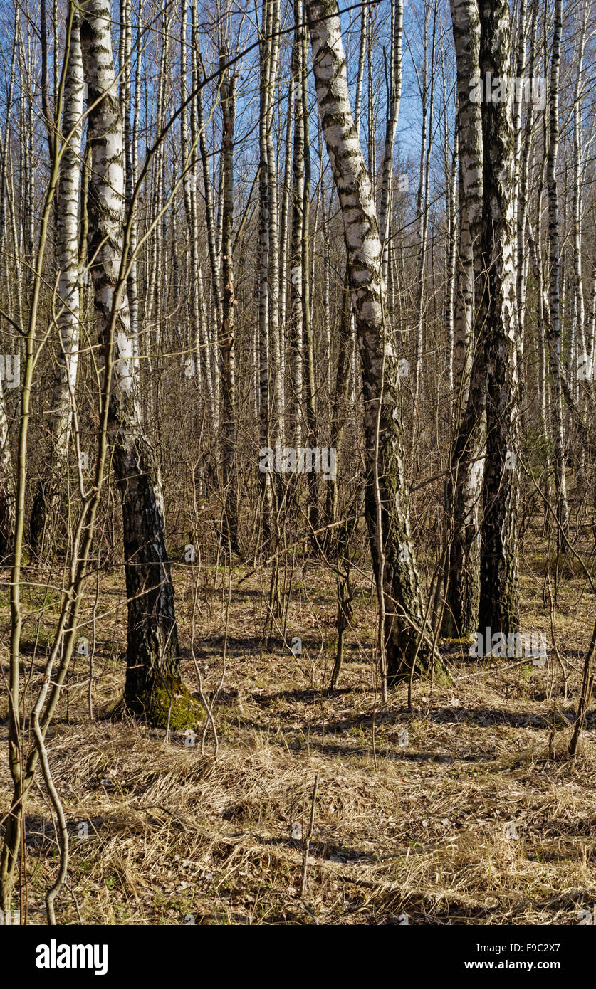 Spring forest landscape with path and birch trees Stock Photo - Alamy