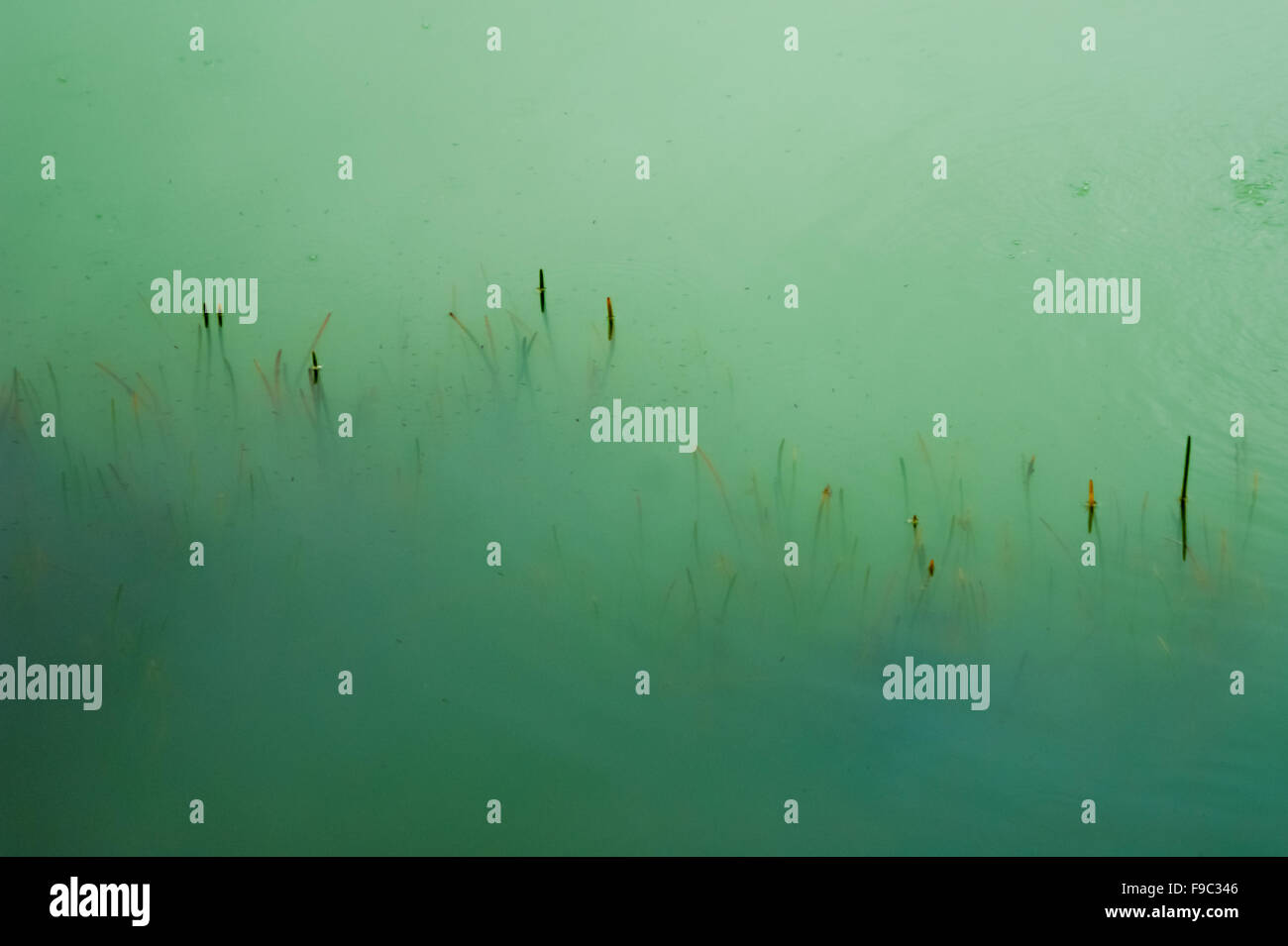 Water plants on greenish, sulfuric water of Lake Linow, a volcanic lake in Lahendong, South Tomohon, Tomohon, North Sulawesi, Indonesia. Stock Photo