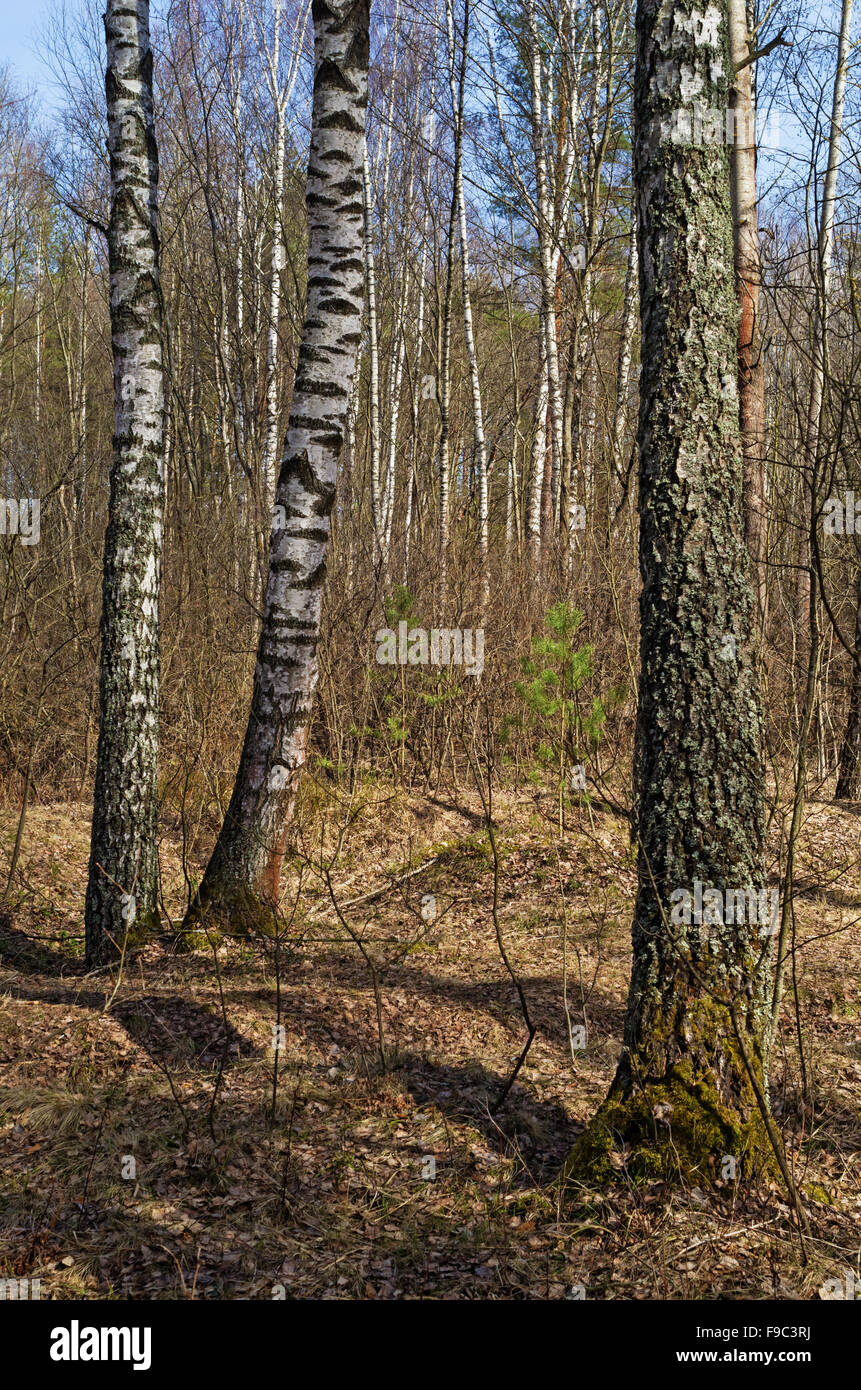 Spring forest landscape with path and birch trees Stock Photo - Alamy