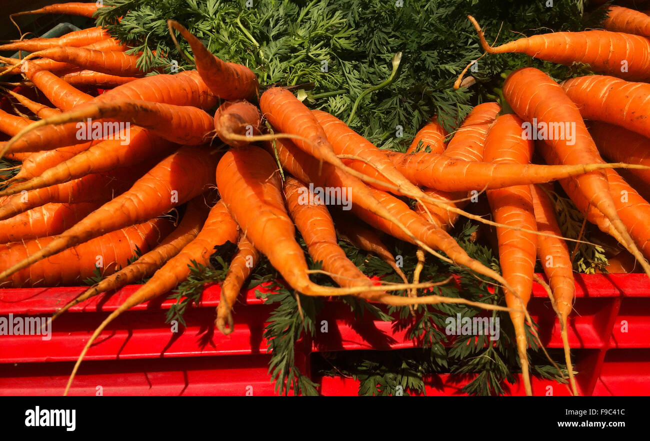 Fresh Organic carrots on display in farmers market. Stock Photo
