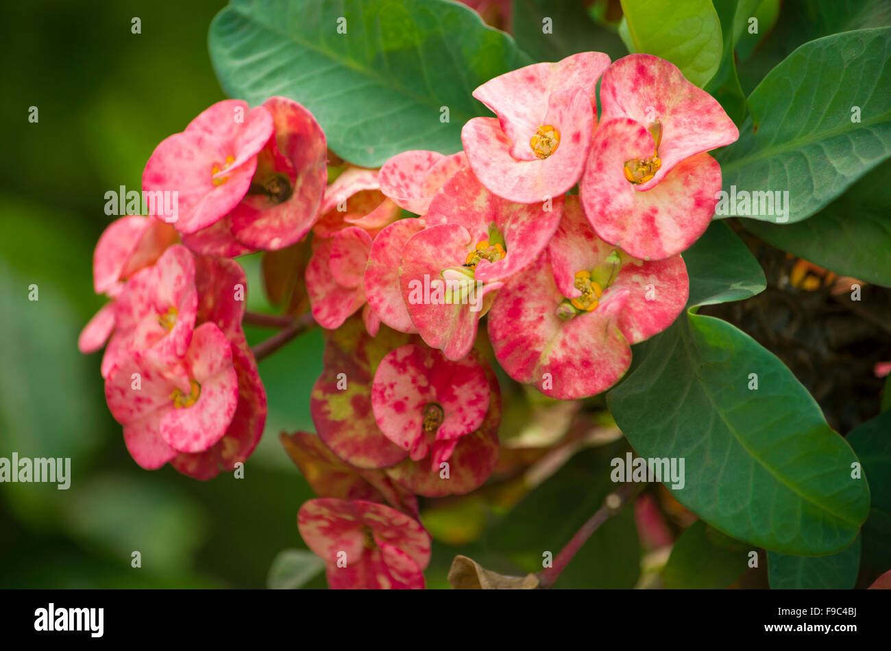 Flora of india hi-res stock photography and images - Alamy