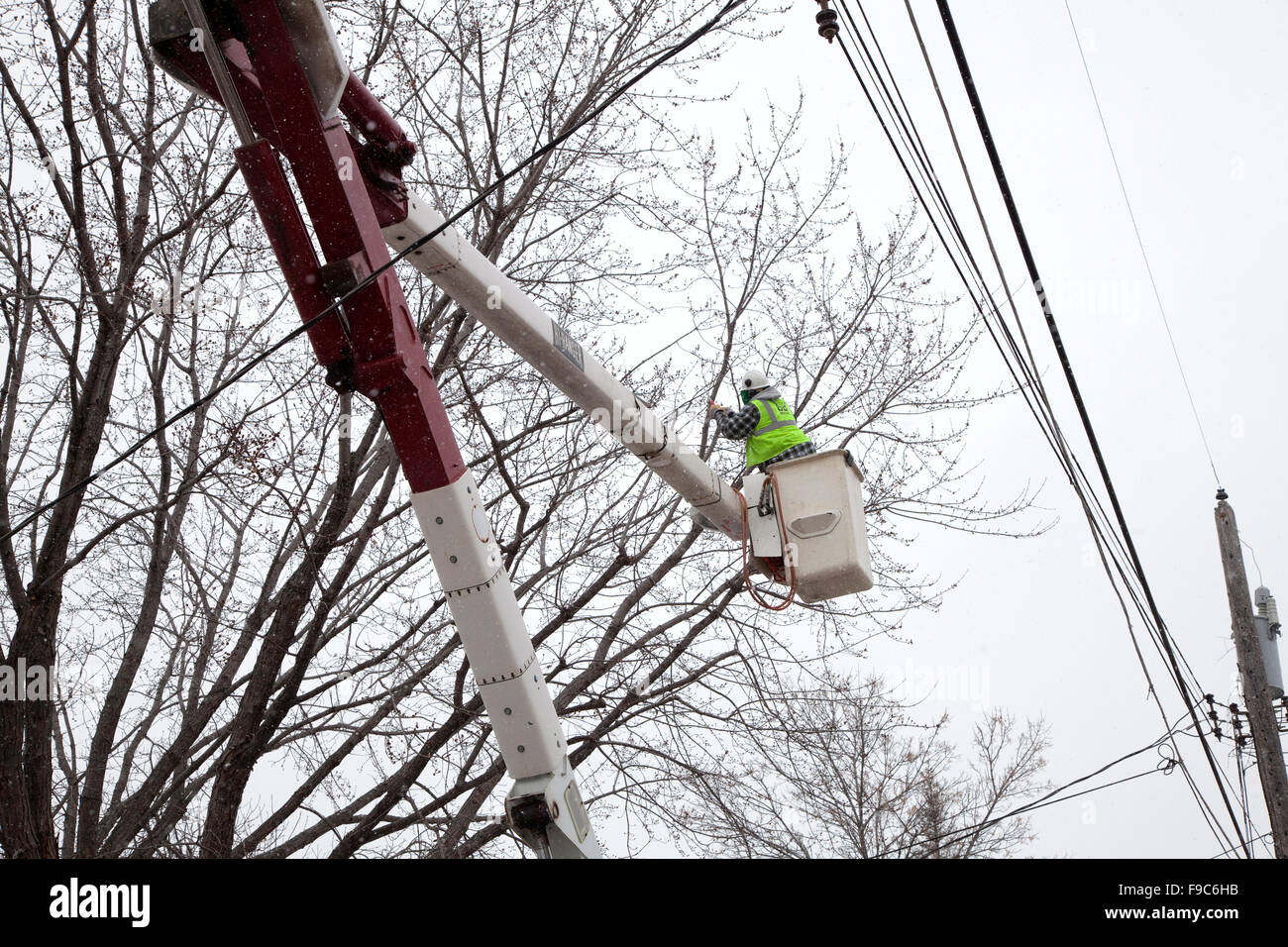 Man in cherry picker wearing safety helmet trimming tree. St Paul