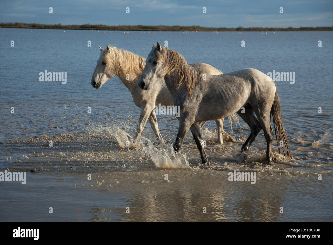 two stallions walking Stock Photo - Alamy