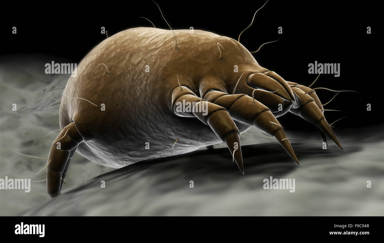 Dust mites hires stock photography and images Alamy
