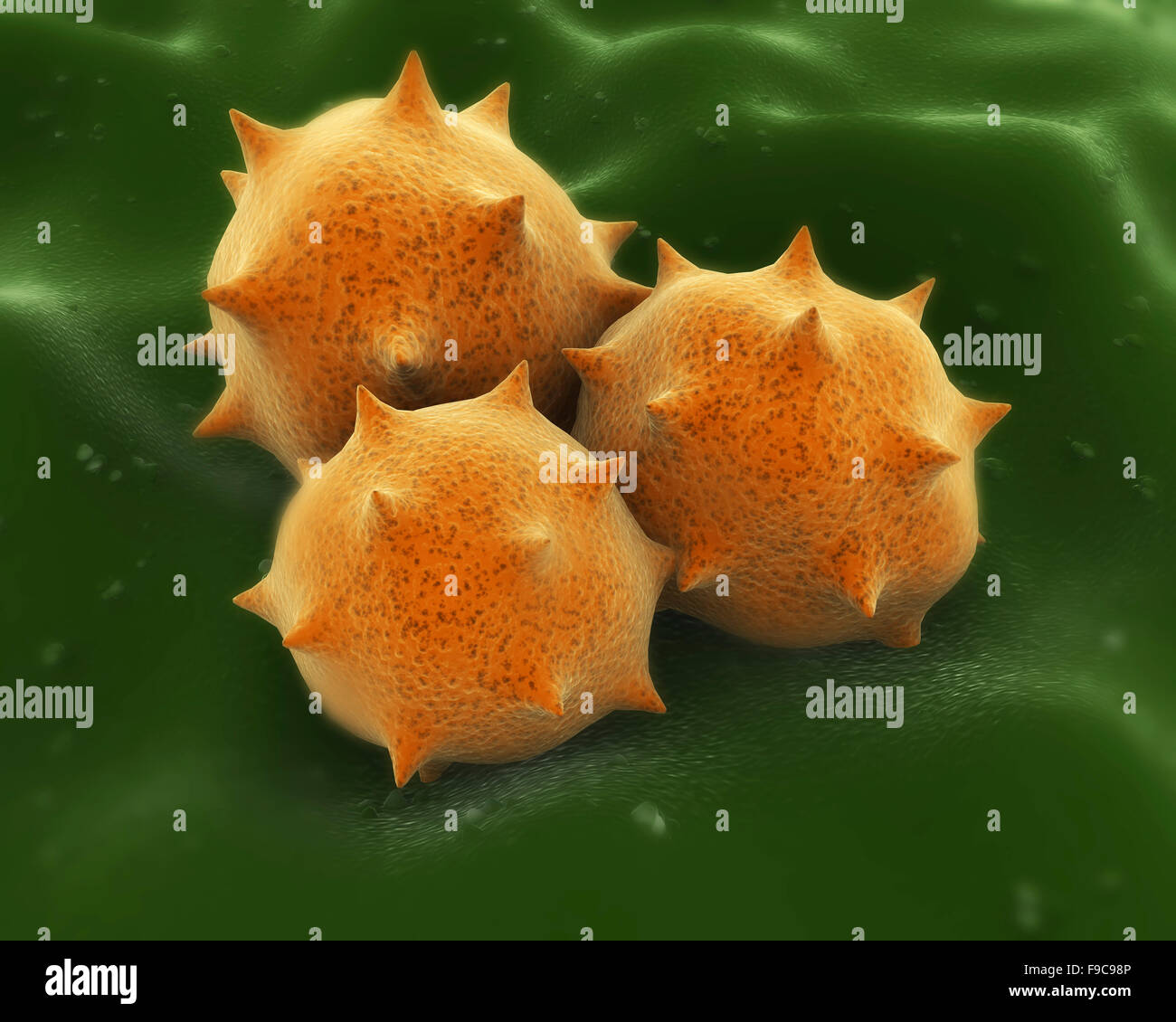 Microscopic visualization of grass pollen grains. Stock Photo