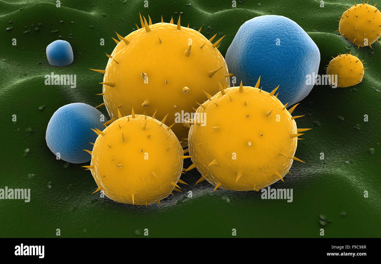 Microscopic visualization of grass pollen grains. Stock Photo