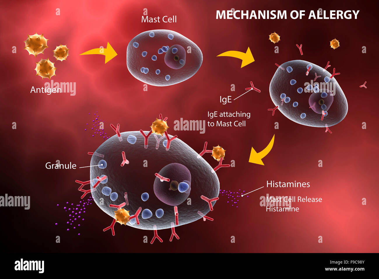 Mast cell releasing histamine due to allergic reaction. Stock Photo